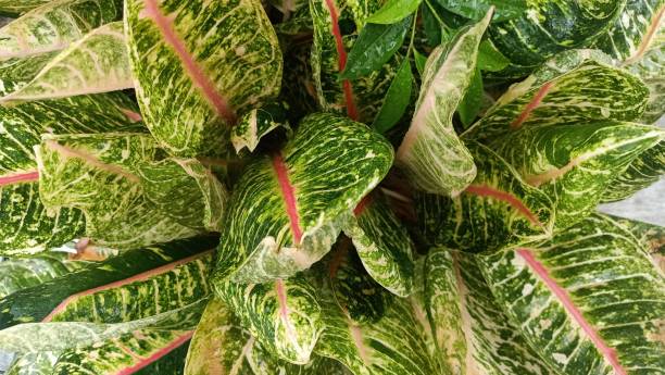 istock Aglonema Flower in Pot - Beautiful plant 1499331633