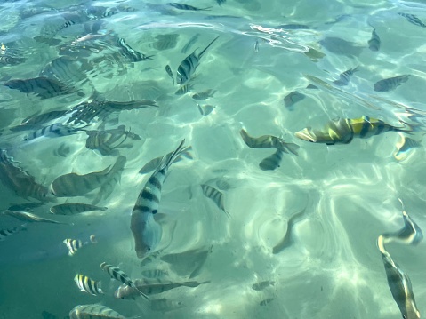 Small fish living in shallow water on the beach