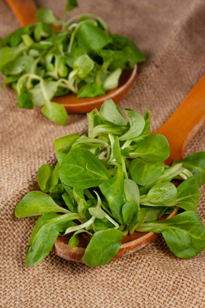 istock Micro-spinach lies in large wooden spoons on burlap 1499332701