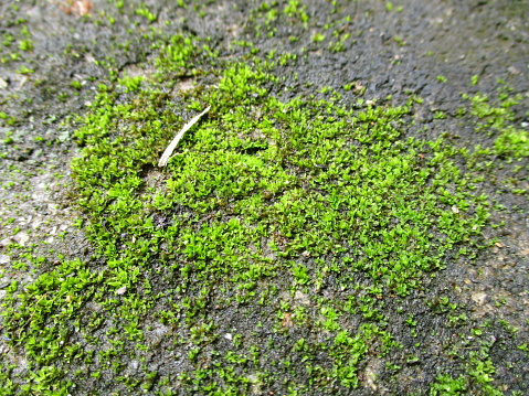 green moss on the damp floor on the terrace of the house. Natural backgrounds and textures.