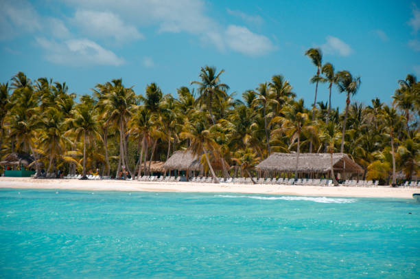 istock Palm trees at the beach in Dominican Republic 1499334523