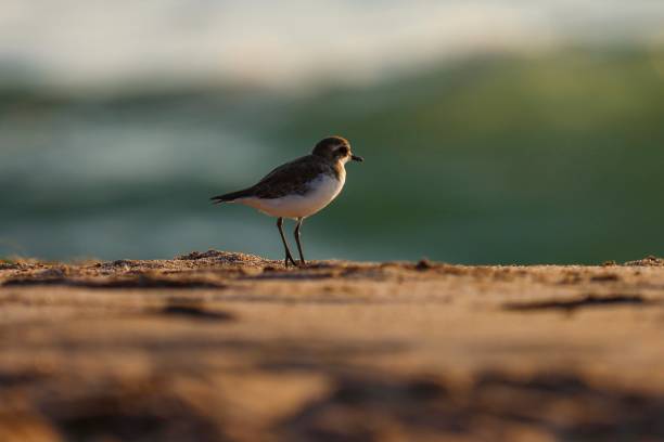 istock Lesser sand plover standing on the beach. Water bird. 1499335568