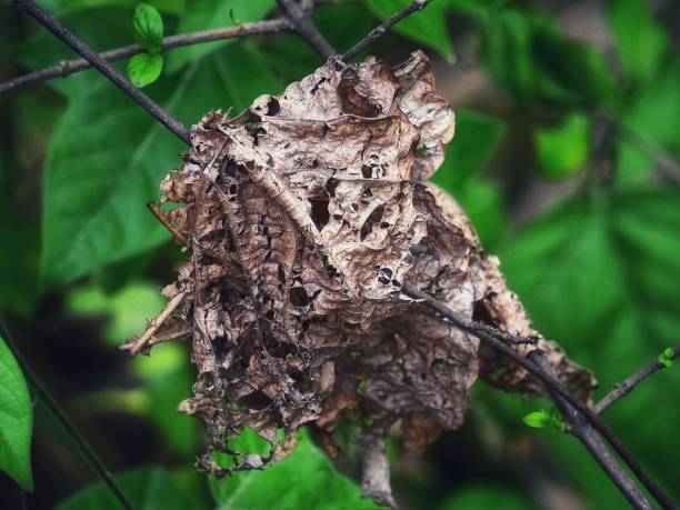 istock Withered leaves and the green ones 1499337301
