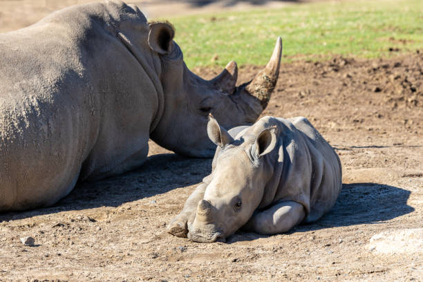 istock Female Rhino with Calf 1499344780