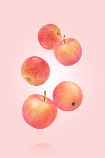 푸지 사과나무 - drop red delicious apple apple fruit 뉴스 사진 이미지