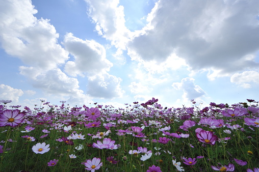 Pink cosmos and white cosmos that bloom in autumn