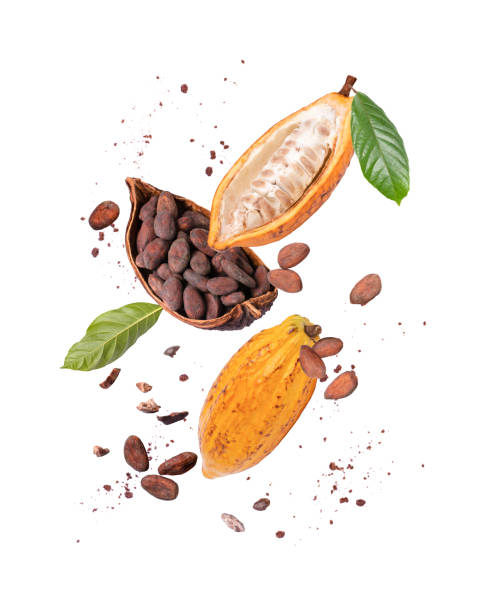 istock Cocoa bean and cocoa powder  on white 1499345223