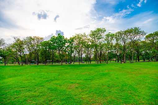 Green meadow grass in tree park against blue sky nature landscape