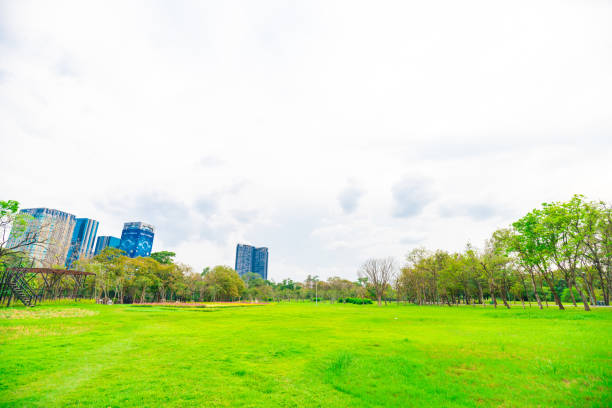istock Green meadow grass in tree park against blue sky 1499346589