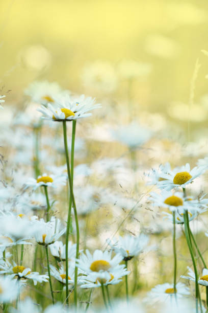 istock Group of white daisies on a field, soft yellow light 1499347784