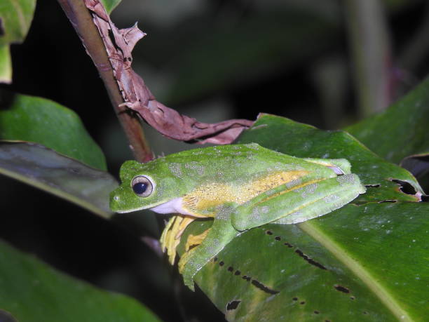 istock Rhacophorus nigropalmatus 1499352838
