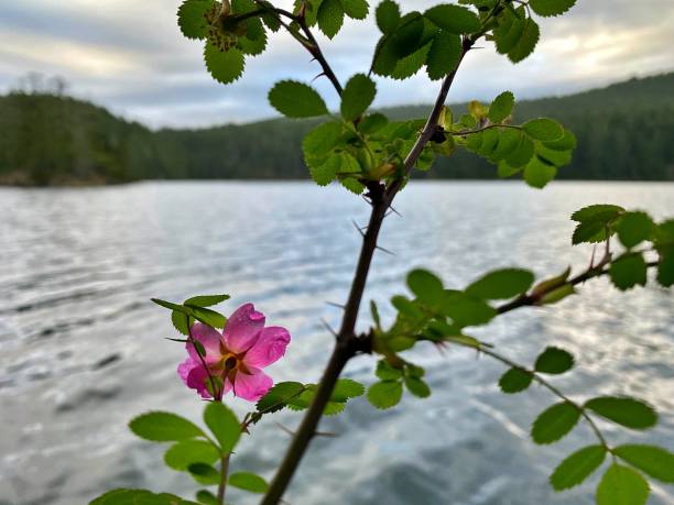 istock Views of Orcas Island 1499352865