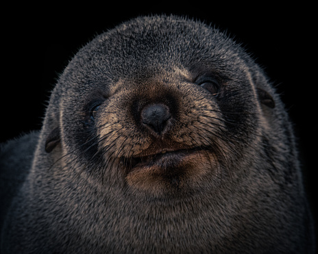 Black background of a NZ Fur seal pup close up profile shot