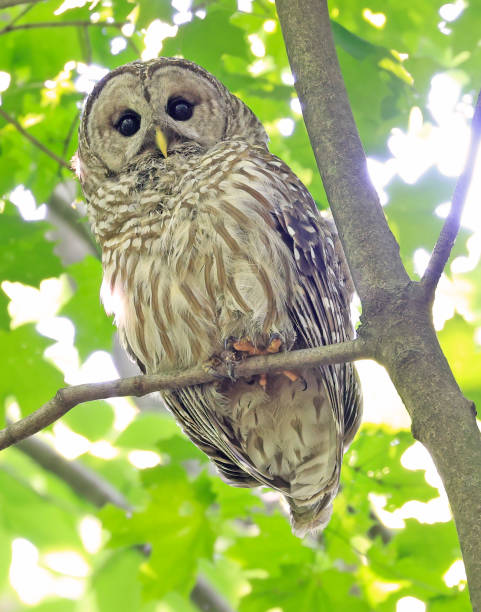 istock Great-horned Owl perched on a tree branch in the forest, Quebec, Canada 1499355423