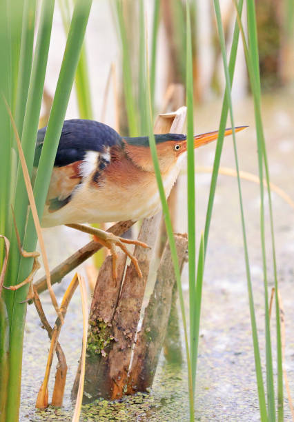 istock Little bittern in the swamp, Canada 1499355437