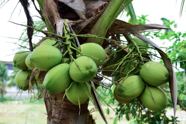 istock Coconut tree in the garden 1499356844