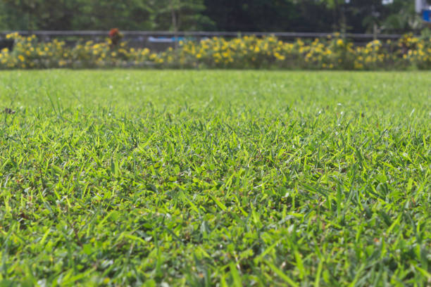 istock close up lawn and garden 1499358164