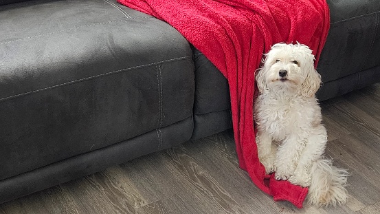White Small Dog Sitting in Living Room with red blanket.
