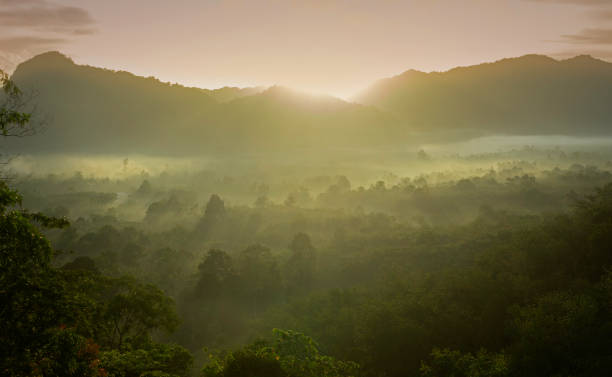istock misty covered forest and sunrise 1499360795