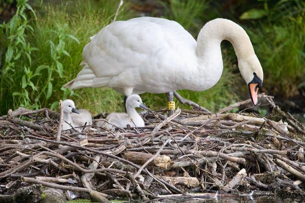 istock Mute swan and cygnets on the nest 1499361727