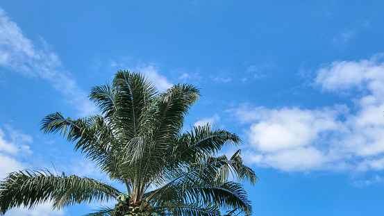 High coconut palm tree with blue sky in waterpark, beautiful tropical background.