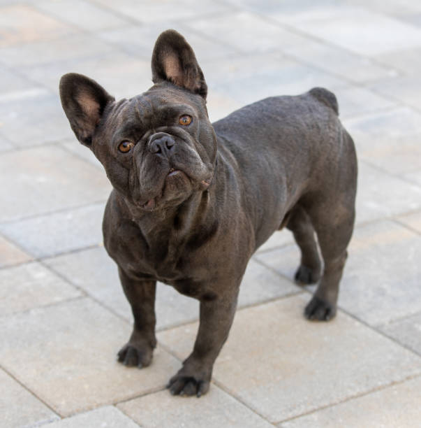 istock Attentive 2-Years-Old Blue Lilac Male Frenchie Head Tilting. 1499366030