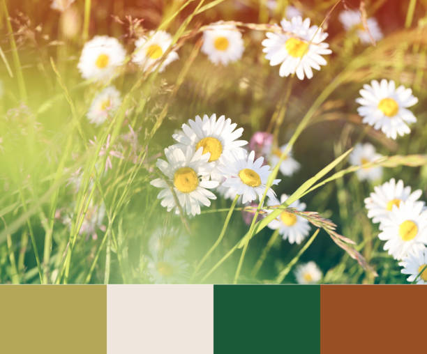 istock color matching palette, magazine collage style, artistic mood board concept. selective focus. daisies ,clover and wildflowers on blurry background 1499368087