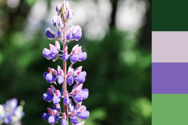 istock color matching palette, magazine collage style, artistic mood board concept. selective focus. purple lupin on green blurred background 1499368097