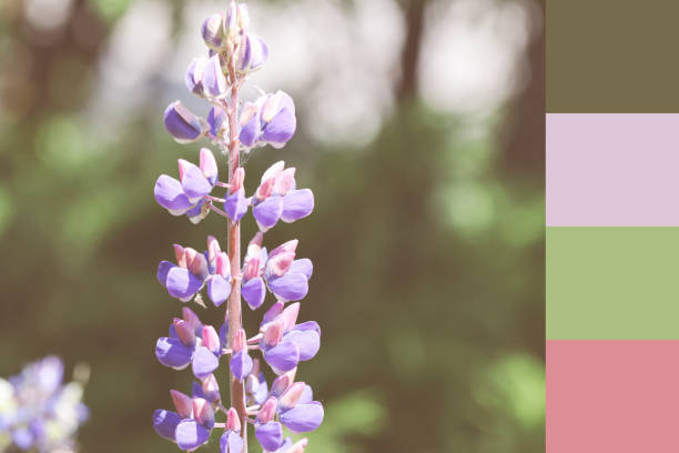 istock color matching palette, magazine collage style, artistic mood board concept. selective focus. purple lupin on green blurred background 1499368099