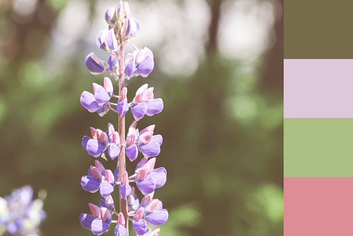 color matching palette, magazine collage style, artistic mood board concept. selective focus. purple lupin on green blurred background