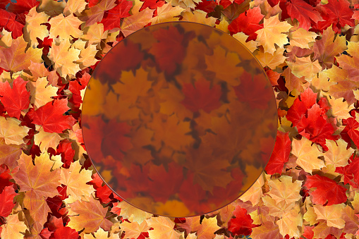 Close up of beautiful Autumn leaves fallen on the ground-stock image