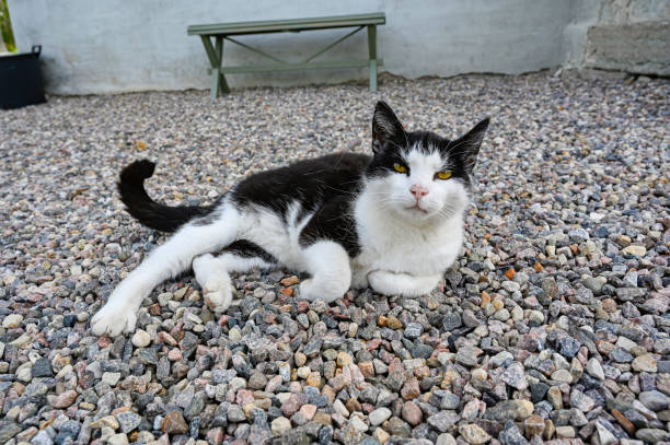 Pet cat rolling around in gravel Kumla Sweden june 16 2023