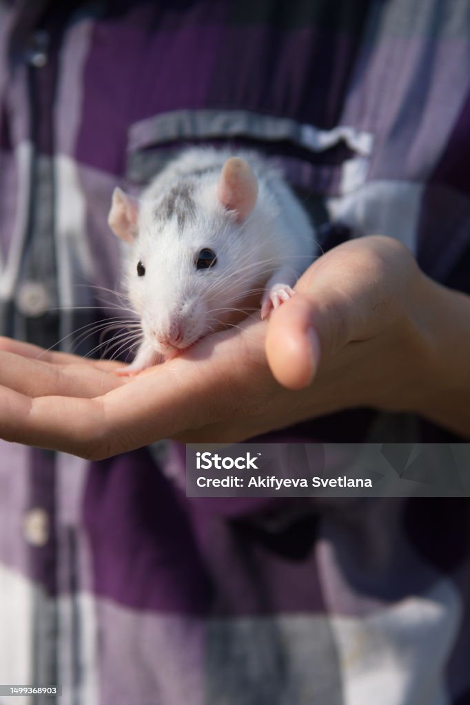 pet rat in the hands of young woman outdoors pet rat in the hands of young woman outdoors. the concept of animal protection Affectionate Stock Photo