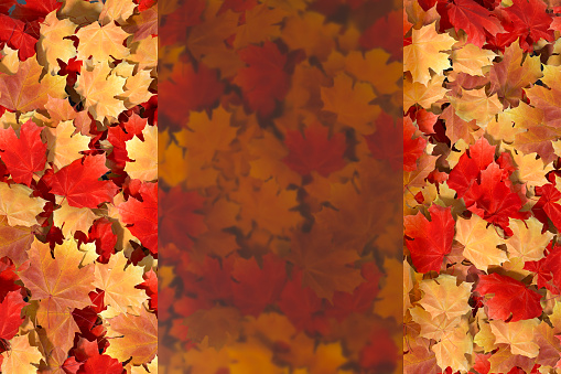 Autumn leaves background with glass transparent frame, copy space. Digitally generated image.