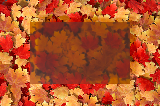 Autumn leaves background with glass transparent frame, copy space. Digitally generated image.