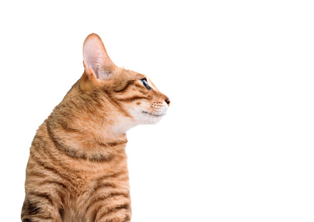 chat regardant sur le côté sur fond blanc - Photo