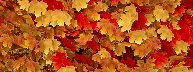 Autumn leaves background, digitally generated image.