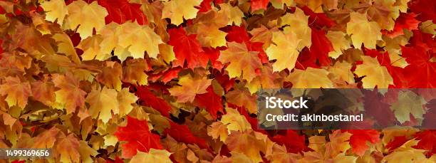 Autumn Leaves Background Stock Photo - Download Image Now - Abstract, Autumn, Autumn Leaf Color