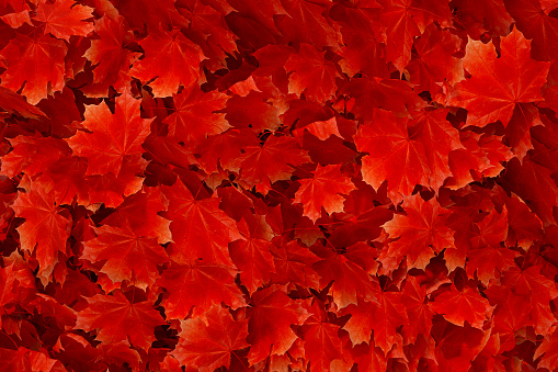 Red autumn leaves background, digitally generated image.