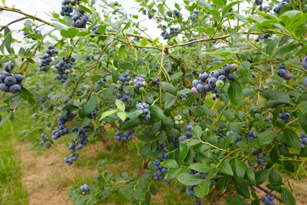 istock Blueberry cultivation, ripe blueberries, blueberry fruit, blueberry plant, fruit picking 1499371081