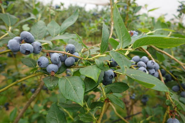 istock Blueberry cultivation, ripe blueberries, blueberry fruit, blueberry plant, fruit picking 1499371091
