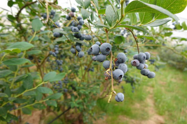 istock Blueberry cultivation, ripe blueberries, blueberry fruit, blueberry plant, fruit picking 1499371102