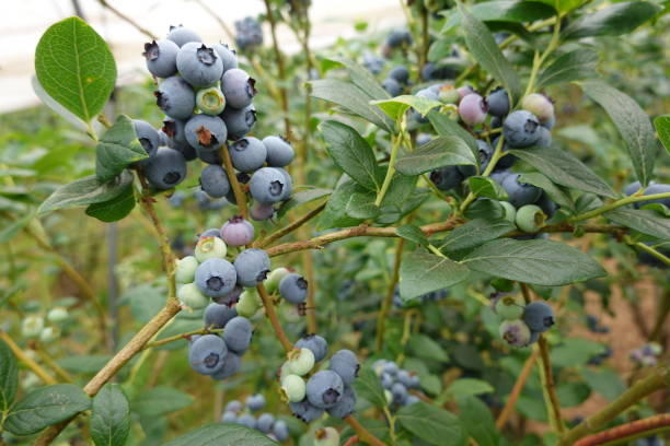 istock Blueberry cultivation, ripe blueberries, blueberry fruit, blueberry plant, fruit picking 1499371106
