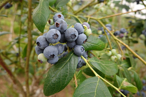 Blueberry cultivation, ripe blueberries, blueberry fruit, blueberry plant, fruit picking. backyard