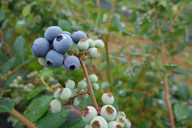 istock Blueberry cultivation, ripe blueberries, blueberry fruit, blueberry plant, fruit picking 1499371138
