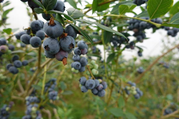 istock Blueberry cultivation, ripe blueberries, blueberry fruit, blueberry plant, fruit picking 1499371229