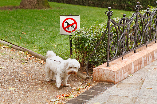 Dog in the park walking next to ban sign