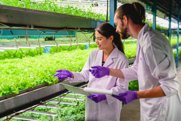 istock Scientists team working and researching in hydro and organic farm 1499374059