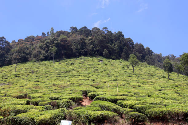 Beautiful tea garden landscape scenic view during springtime in Ooty, Tamil Nadu, India.