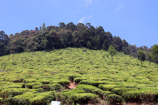 Beautiful tea garden landscape scenic view during springtime in Ooty, Tamil Nadu, India.